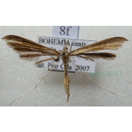 Emmelina monodactyla (Linnaeus, 1758) Piórolotek zwyczajny Czech8f